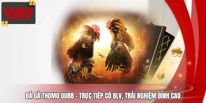 Đá Gà Thomo UU88 – Trực Tiếp Có BLV, Trải Nghiệm Đỉnh Cao