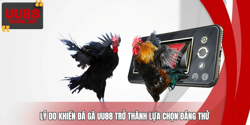 Lý do khiến đá gà UU88 trở thành lựa chọn đáng thử
