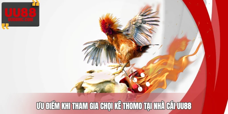 Ưu điểm khi tham gia chọi kê Thomo tại nhà cái UU88